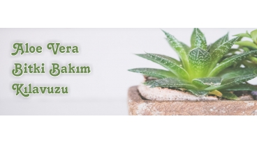 Aloe Vera Bitki Bakım Kılavuzu